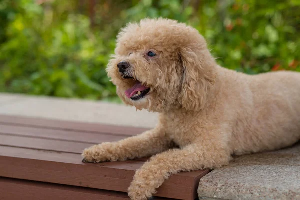 Poodle Cão Sentar Banco — Fotografia de Stock