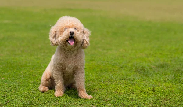 Poodle Cão Sentar Gramado Verde — Fotografia de Stock