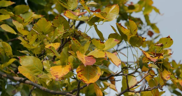 Pohon Musim Gugur Taman — Stok Foto