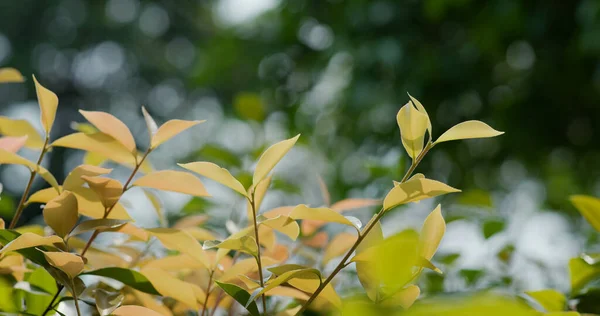 Hösten Faller Träd Lämna Parken — Stockfoto