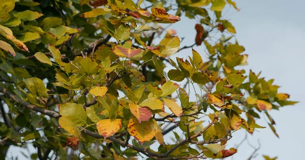 Autumn Tree Park — Stock Photo, Image