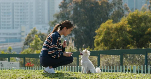 Kvinna Leker Med Sin Hund Parken — Stockfoto