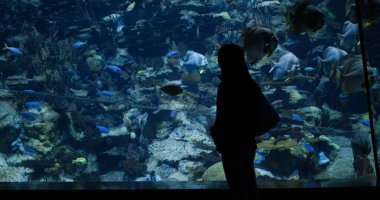 Kadın hayvanat bahçesi parkındaki akvaryuma gitmiş.