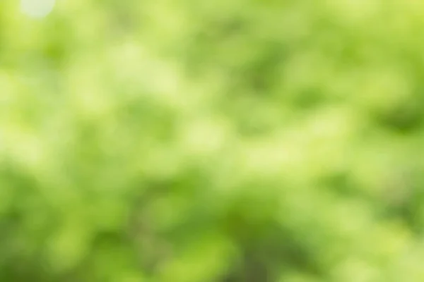 Blur View Green Background — Stock Photo, Image