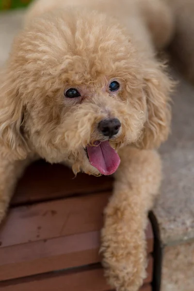 Cão Bonito Poodle Parque — Fotografia de Stock