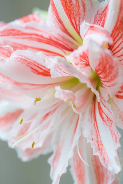 Beautiful Red Striped Barbados Lily Close — Stock Photo, Image