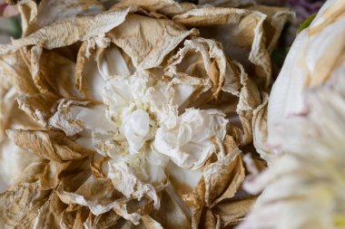 Çiçek buketini yakından çek.