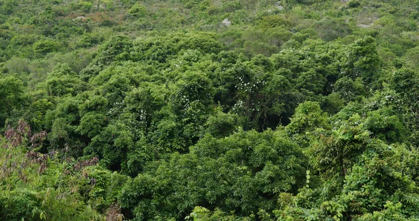 森の山の丘緑の木 — ストック写真