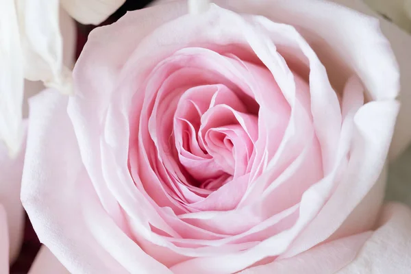 Розовый Цветок Розы Близко — стоковое фото