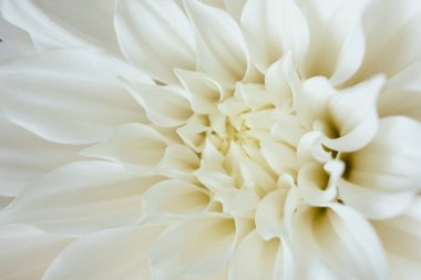 Beyaz kasımpatı çiçeği. Yaklaş.