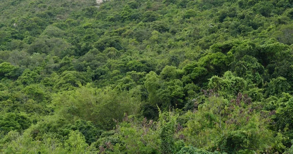 Zelený Horský Les Spoustou Stromů — Stock fotografie