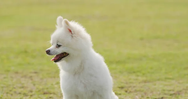 Pomerania Blanca Parque —  Fotos de Stock