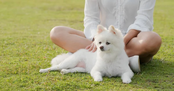 宠物的主人在草地上和它的白色波美拉尼亚犬玩耍 — 图库照片