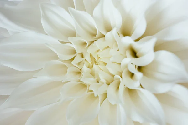 Vit Krysantemum Blomma Närbild — Stockfoto