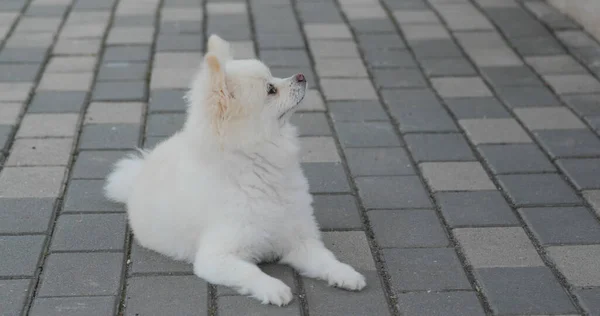 Beyaz Pomeranian Yerde Yatıyor — Stok fotoğraf