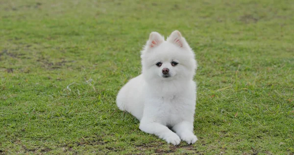 Bílý Pomeranian Pes Trávě — Stock fotografie