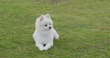 Beyaz Pomeranya köpeği çimlerin üzerinde
