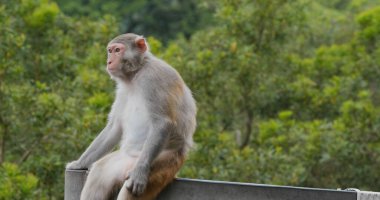 Ormandaki vahşi maymun