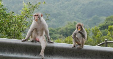Ormanda bir sürü vahşi maymun