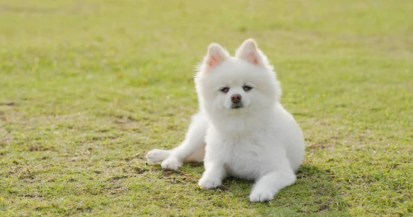 Branco Pomeranian Deitado Grama Verde — Fotografia de Stock