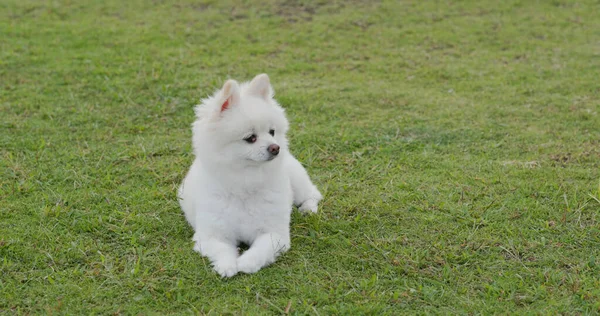 Branco Cão Pomerânia Grama — Fotografia de Stock