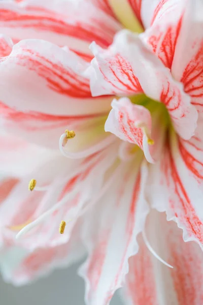 Beautiful Red Striped Barbados Lily Close — Stock Photo, Image