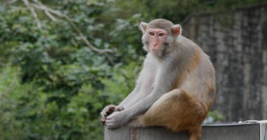 Ormandaki vahşi maymun