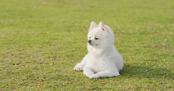 Branco Cão Pomerânia Grama — Fotografia de Stock