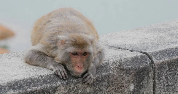 地面に横たわる野生の猿 — ストック写真