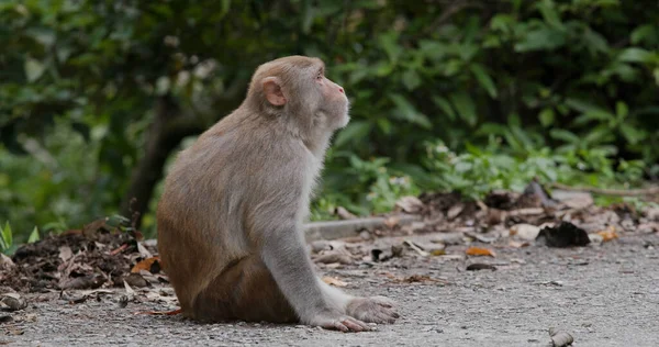 Monyet Liar Dengan Latar Belakang Pohon — Stok Foto