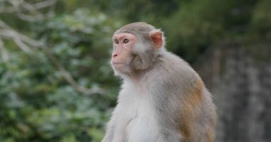 Sokaktaki vahşi maymun