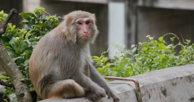 Vahşi maymun yiyecek arıyor.