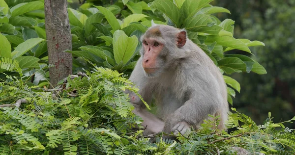 Monyet Liar Dengan Latar Belakang Pohon — Stok Foto