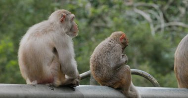 Ormanda bir sürü vahşi maymun