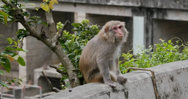 野生猴子寻找食物 — 图库照片