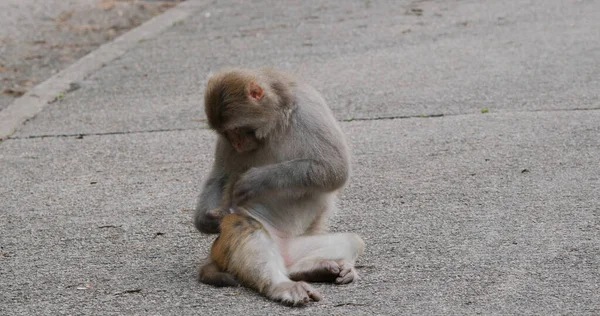 Divoká Opice Sedí Zemi — Stock fotografie