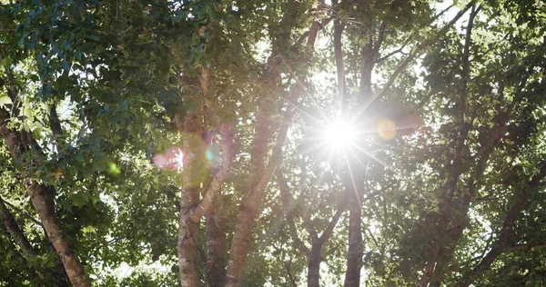 Sluneční Svit Prochází Kůrou Stromů — Stock fotografie