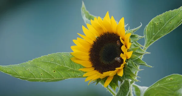 Бджола Соняшниковому Полі Саду — стокове фото