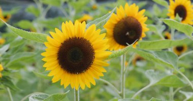 Bahçedeki ayçiçeği tarlası