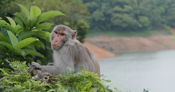 Macaco Selvagem Com Fundo Árvore — Fotografia de Stock