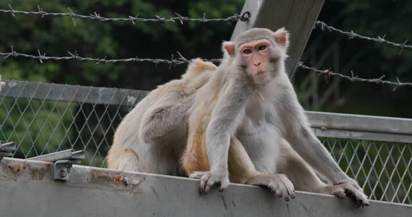 Affe Hilft Sich Gegenseitig Entlausen — Stockfoto