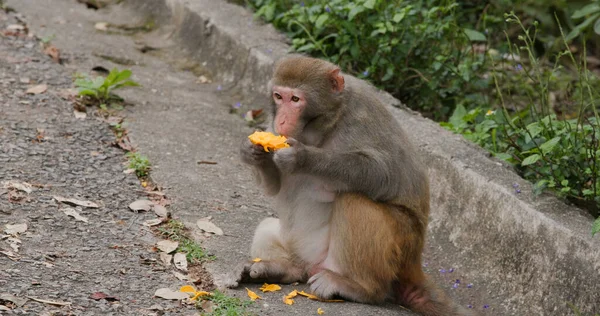 Wilde Aap Eet Mango Het Bos — Stockfoto