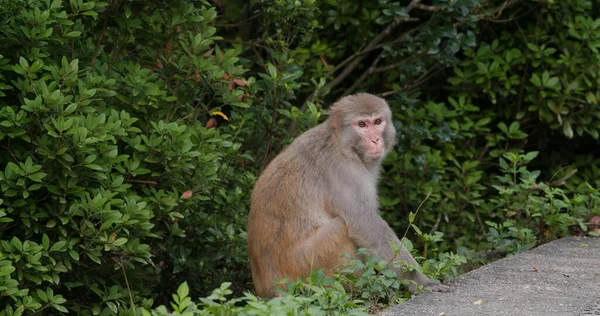 Singe Sauvage Dans Forêt — Photo