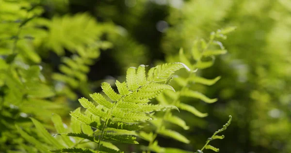 Zöld Páfrány Növény Mezőn — Stock Fotó