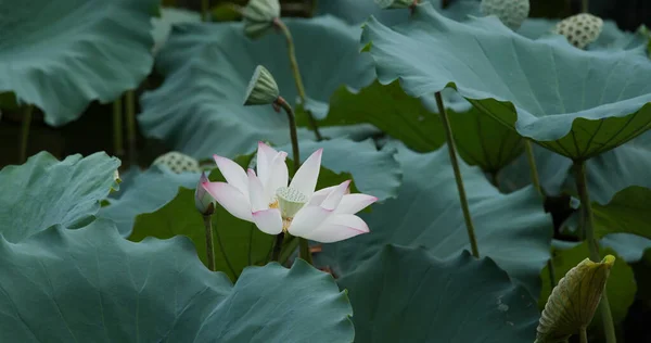 Flor Loto Estanque Agua — Foto de Stock