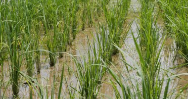 Yazın çeltik tarlası