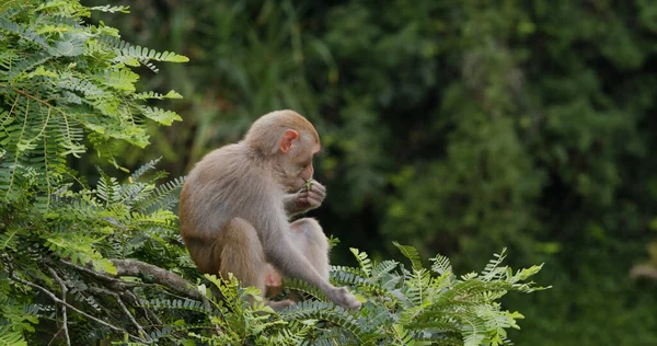 Divoká Opice Lese — Stock fotografie