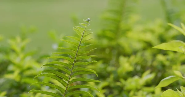 森林中的绿色蕨类植物 — 图库照片