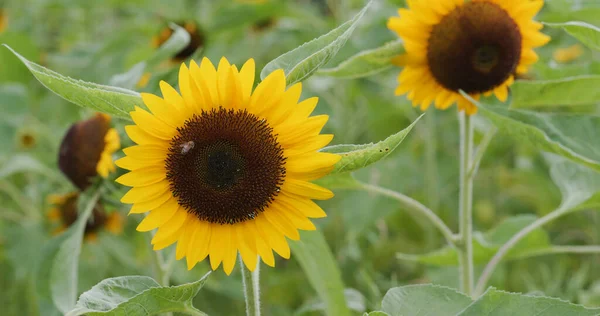 Sunflower Field Garden — Stock Photo, Image