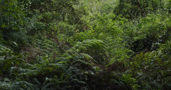 Alberi Piante Verdi Nella Foresta — Foto Stock